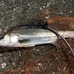 銀ピカシーバス