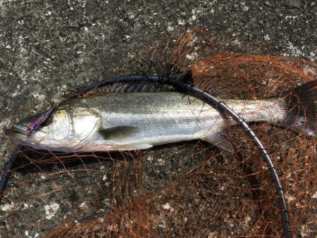 銀ピカシーバス