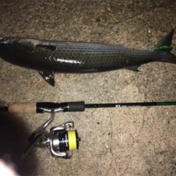 18年淀川 初釣果