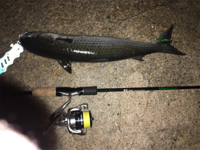 18年淀川 初釣果