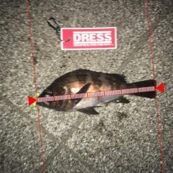 ライトワインドメバリング