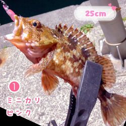 徳島県南 ☆ ガシラ ☆ タケノコメバル？