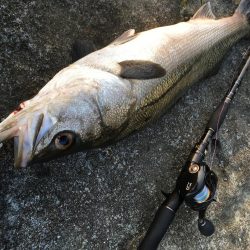 エギング&プラッギング