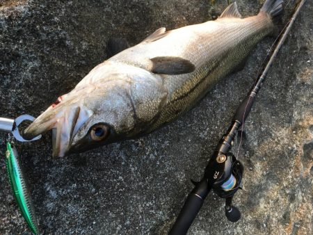 エギング&プラッギング