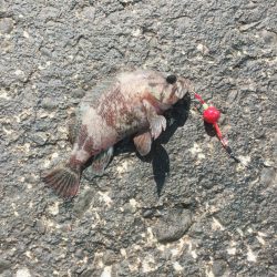 カサゴの唐揚げ