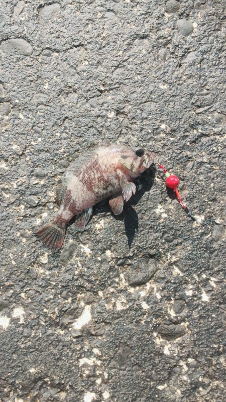 カサゴの唐揚げ