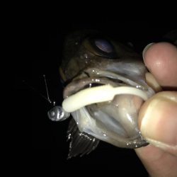 メバリング釣行第６弾