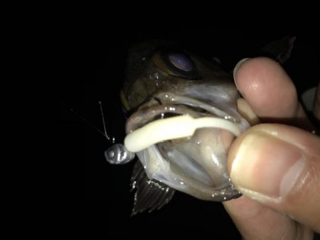 メバリング釣行第６弾