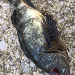 このメバルかっけぇ(`ロ´)(釣行 其の拾四)