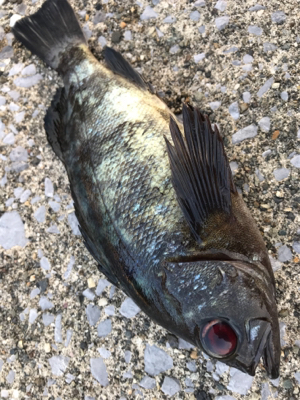 このメバルかっけぇ(`ロ´)(釣行 其の拾四)