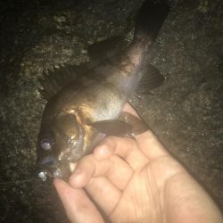 強風下のメバリング