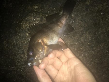 強風下のメバリング