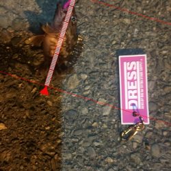 爆風の中ガシラに癒され