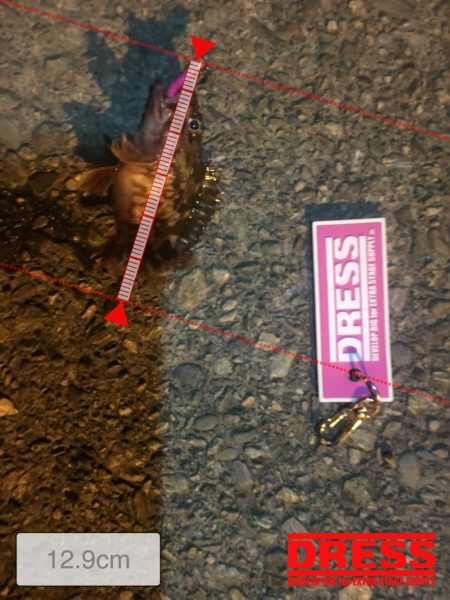 爆風の中ガシラに癒され