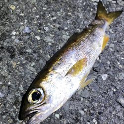 体高あるいい感じのムツGET!!