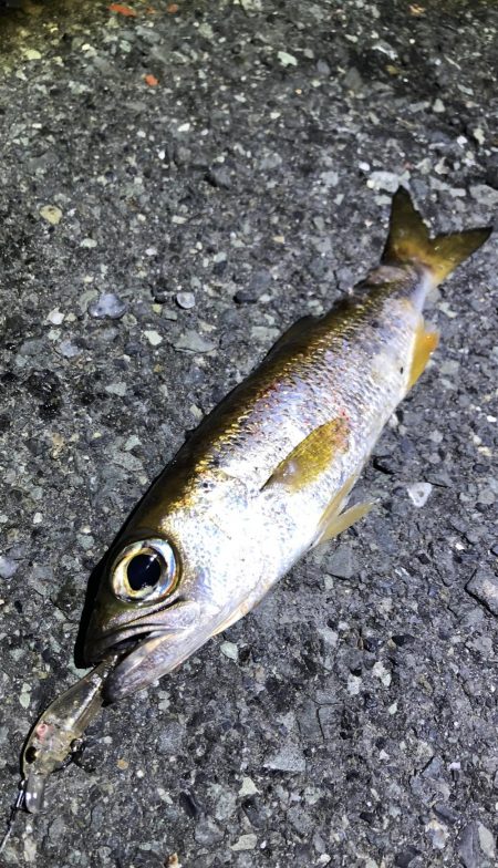 体高あるいい感じのムツGET!!