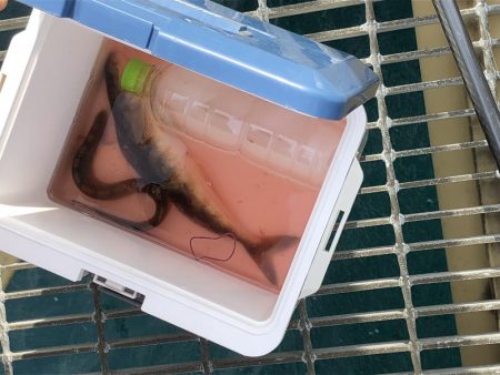 ホッケとウツボ