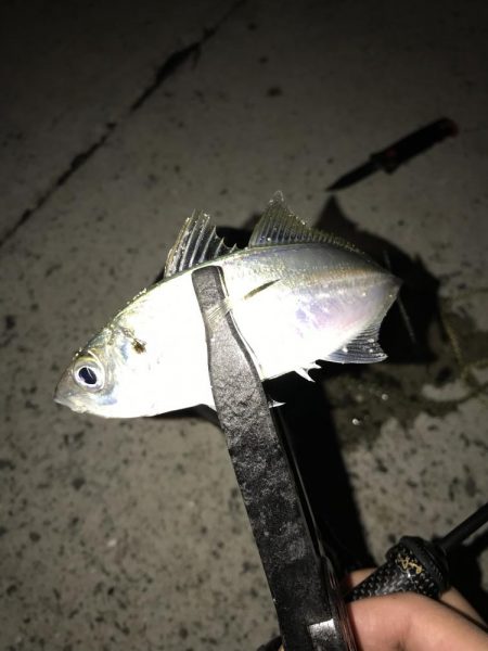 アジング釣行記