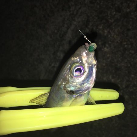 後輩とアジング