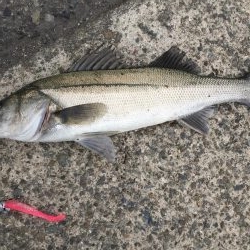 シーバスゲット！