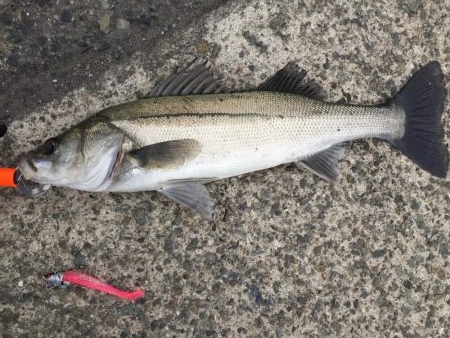 シーバスゲット！