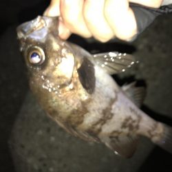 メバリング釣行第4弾