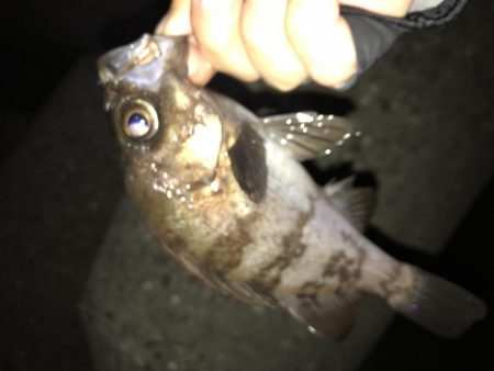 メバリング釣行第4弾