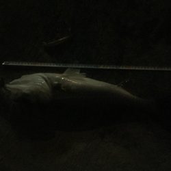 安治川シーバス