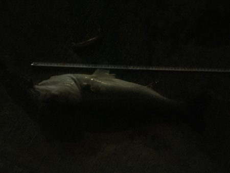 安治川シーバス