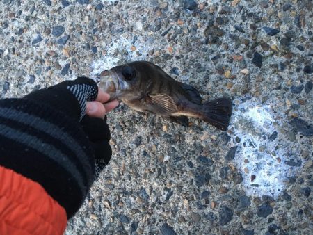 渋いライトゲーム