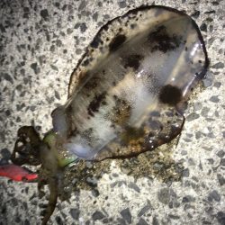 プラッギング不発