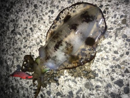 プラッギング不発