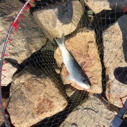 リベンジに来た