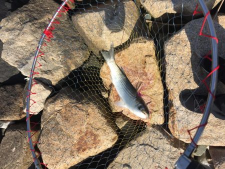 リベンジに来た