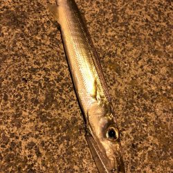 気難しいカマスに勝負!!