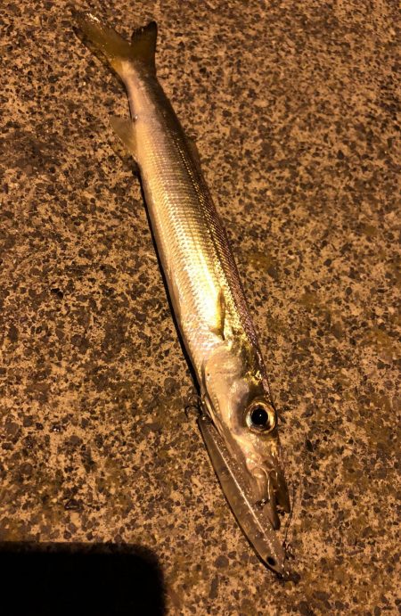 気難しいカマスに勝負!!