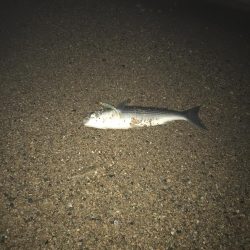 リッツで購入した竿の試し釣り