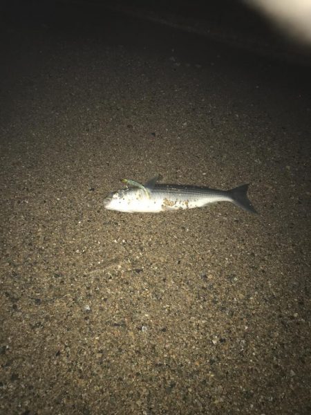 リッツで購入した竿の試し釣り