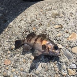 テトラで穴釣り