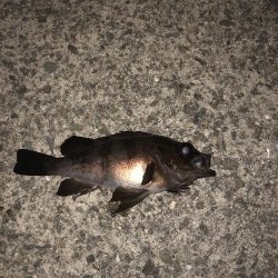 平日深夜のメバリング