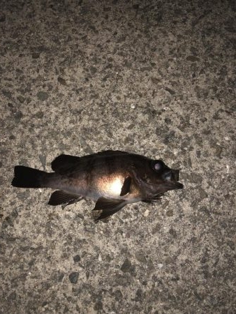 平日深夜のメバリング