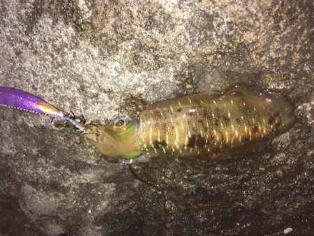 プラッギング&エギング