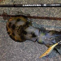 久しぶりのアオリイカ!!