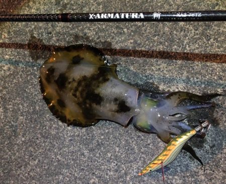 久しぶりのアオリイカ!!