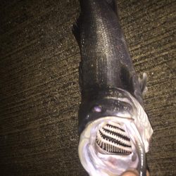 安治川シーバス