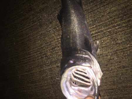 安治川シーバス