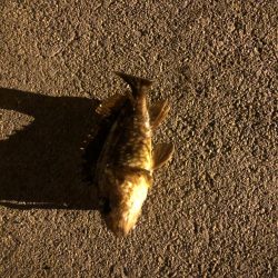 リリースサイズのガシラばかり