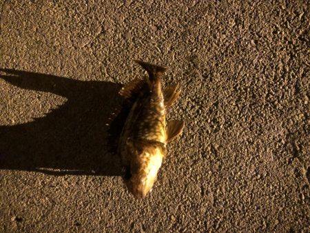 リリースサイズのガシラばかり