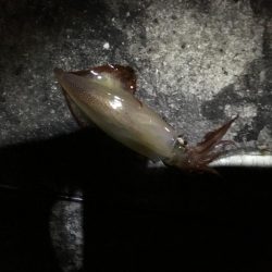 小さいけど沢山