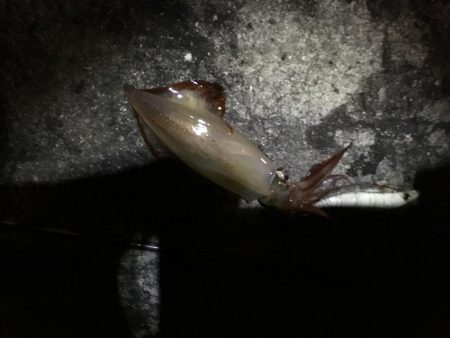 小さいけど沢山